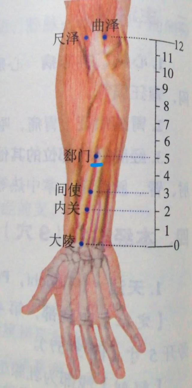 每日一穴——郄门穴