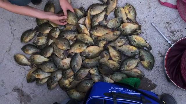 人為放生 廣東一水庫太陽魚泛濫 一天釣上百條 為入侵物種 中國熱點