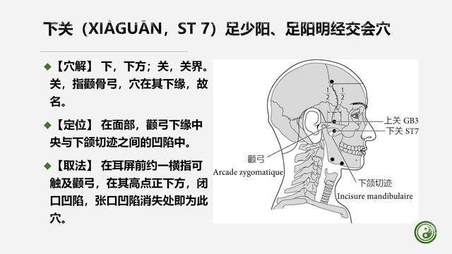 足阳明胃经与腧穴