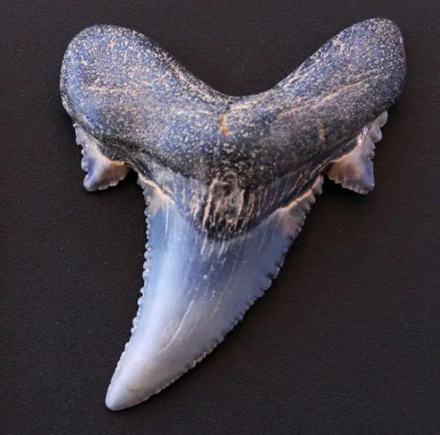 鲨鱼牙化石,能清晰地看到边缘的锯齿鲨鱼得知原鲸类下海,仅派出一支耳