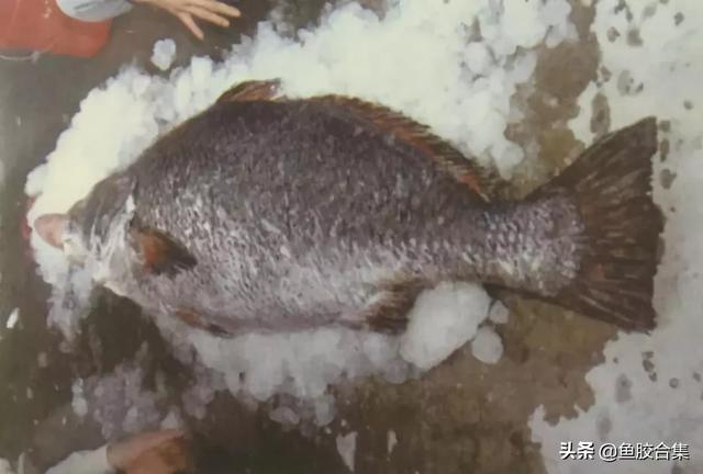 图文 赏谈赤嘴鳘鱼胶种类及作用 风干鳘鱼做法 Www Caipu56 Com