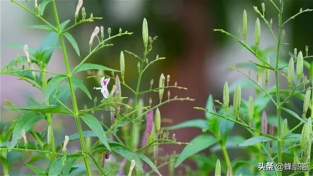 传说救过李时珍性命的植物，因味苦而被命名为穿心莲，你认识吗？