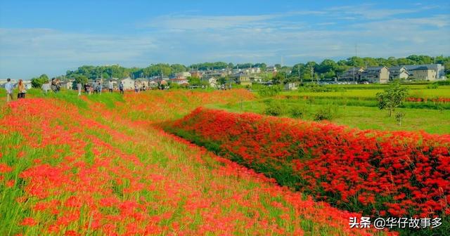 铃兰花正在日本各地盛开 今日热点