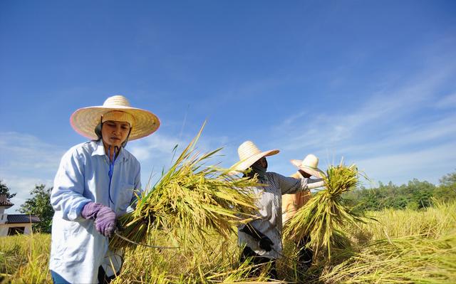 “农民科学家”杨良金，一心钻研水稻栽培，一亩地年产值达2万元