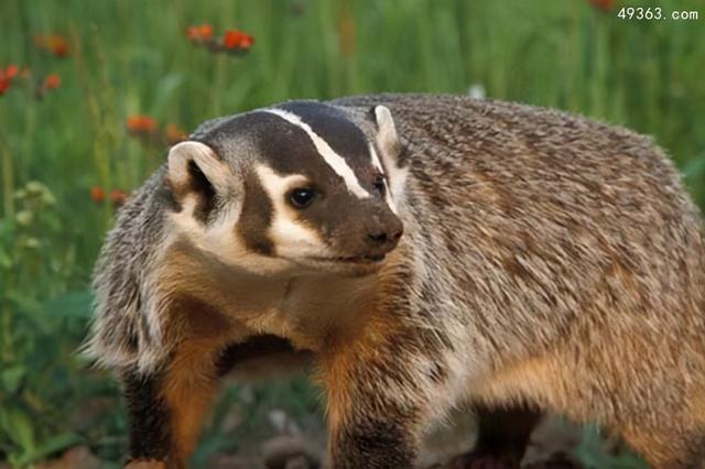 为什么蜜獾被叫做平头哥？