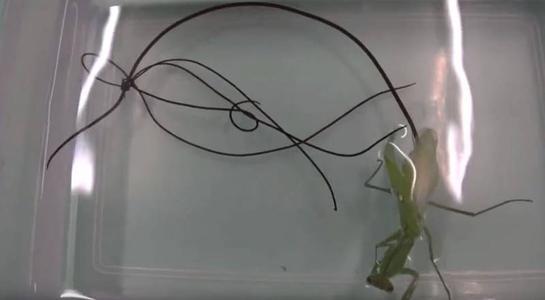 破肚而出的铁线虫往往都是绵延不断,一般都能够达到30-50厘米左右的