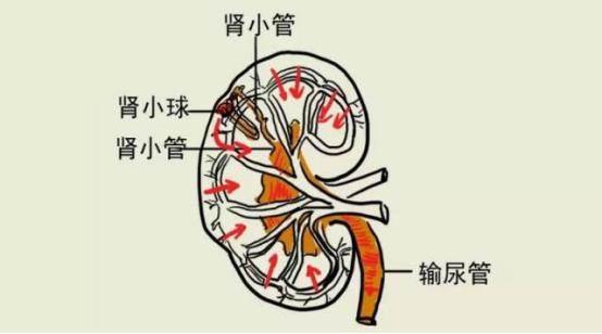 肾好不好一泡尿就能知晓？尿液常有几种变化，需给肾做检查