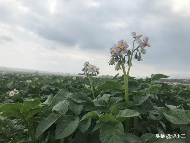 马铃薯花 土豆 今日热点