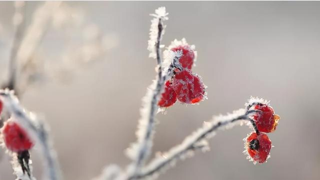 古代唯美的爱情小诗（酥到骨子里的20句经典爱情诗）
