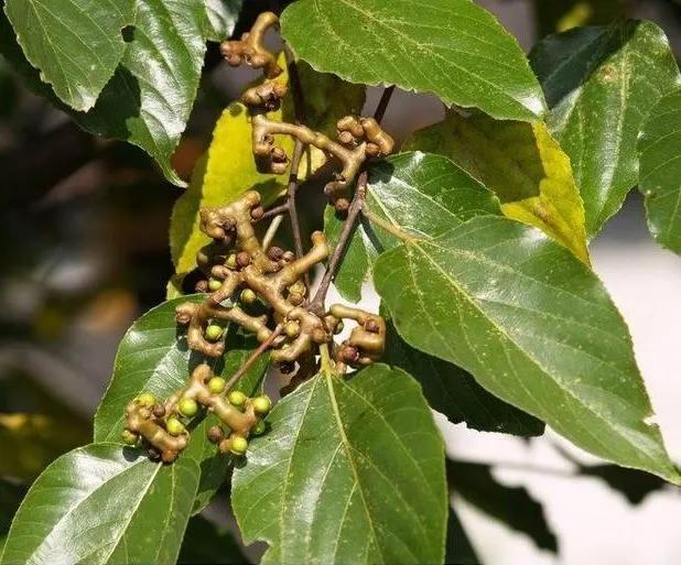 好物分享之拐枣（枳椇子）
