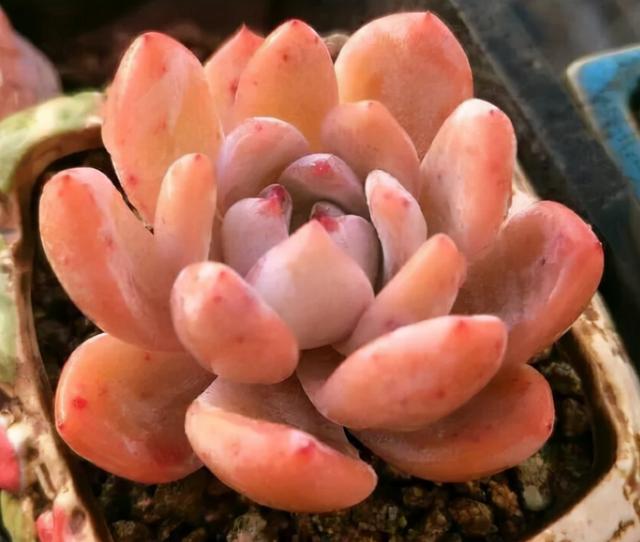 8种多肉植物 秋天多给它晒太阳 容易出状态 Zh中文网