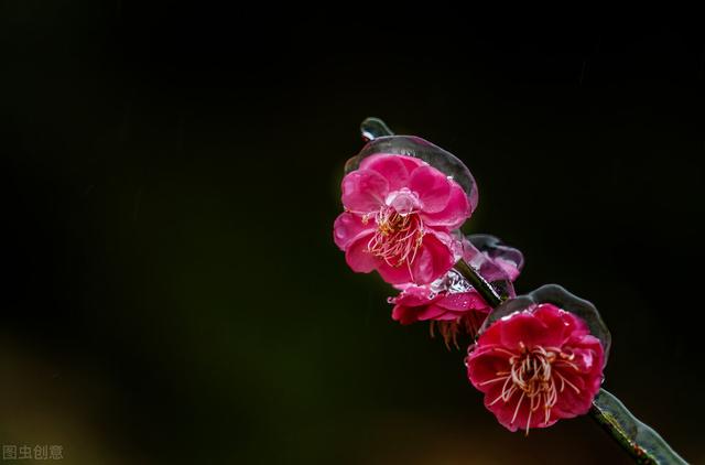 正月花神 梅花 三 红梅类杏 蜡梅非梅 Zh中文网