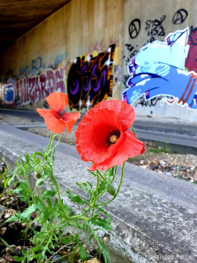 被人误解的虞美人草 新闻红