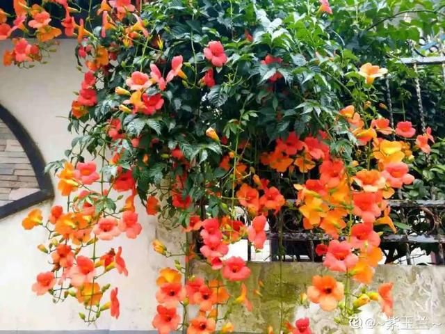 夏天开什么花有哪些（30种夏天开的花）