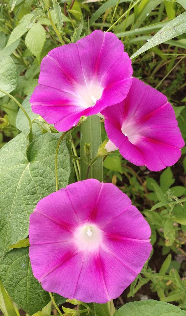 初秋的牽牛花 Kks資訊網