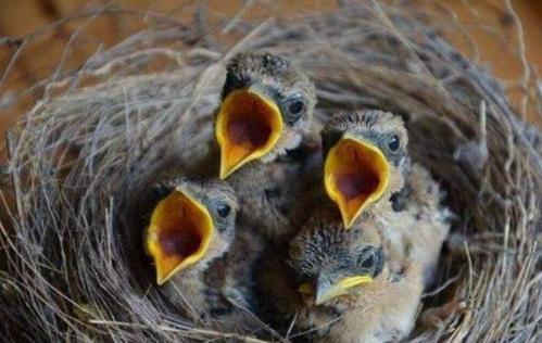 我曾经是要“丁克”的