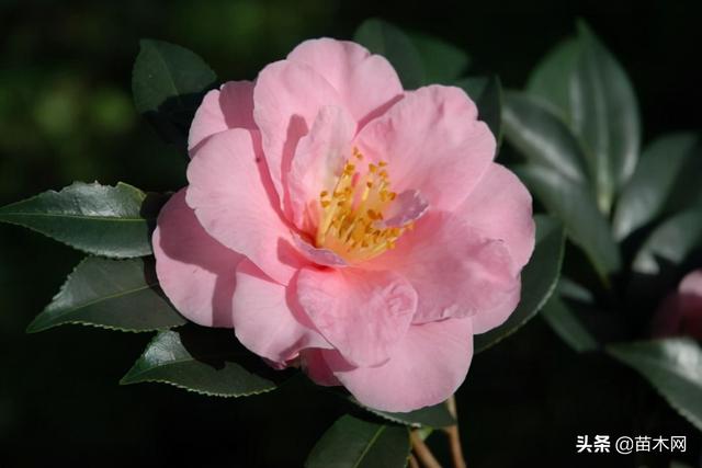 山茶花怎么养（山茶花的养殖方法和注意事项）