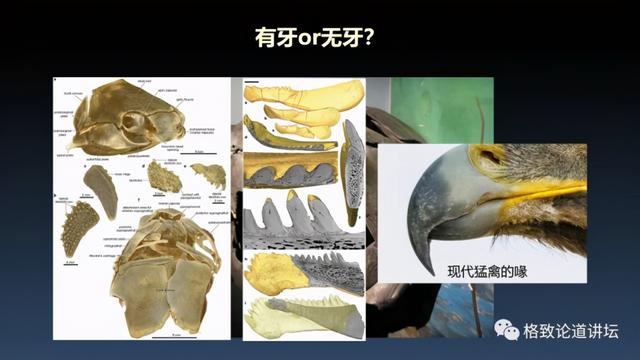 海蝎子:我们用来咬合的颌骨，竟和这条古鱼海怪一脉相承