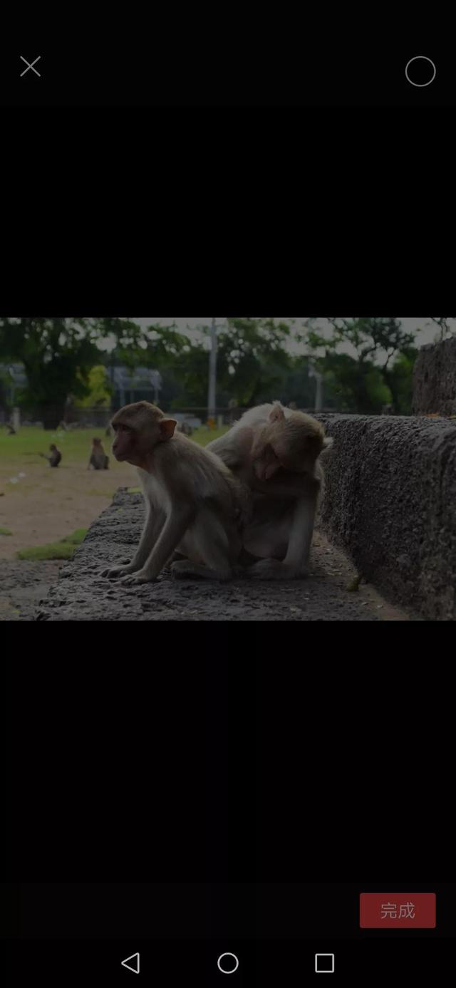 猴子和人类真的很相似