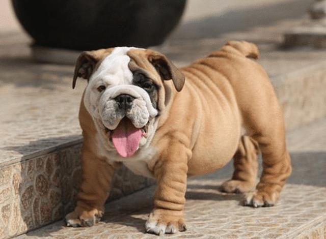 英国斗牛犬身上怎么那么臭（英国斗牛犬除臭方法）