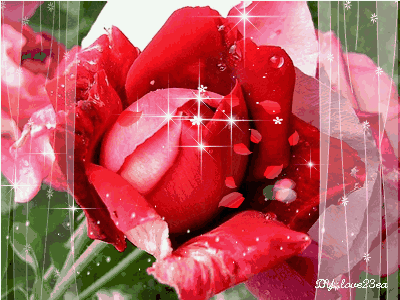 情人节将至，送你999玫瑰，太美了！谁打开！谁幸福