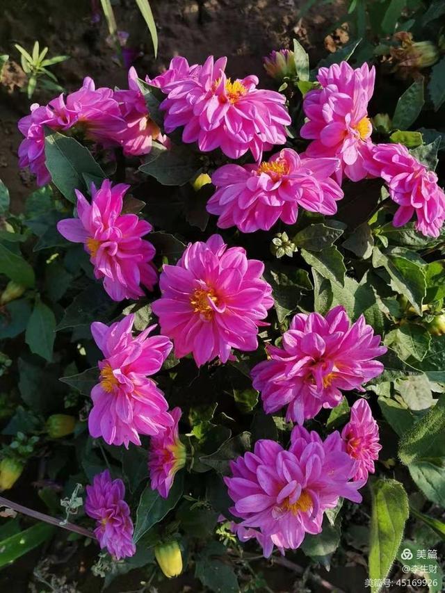 走进紫晨广场：文/李生财，图/郭翠枝