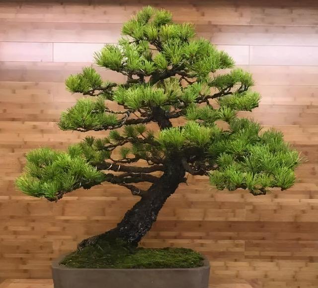 多歧苏铁盆景图片大全欣赏(布枝四岐盆景图片大全)