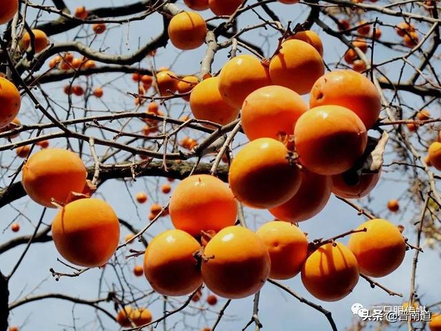 父亲坟头那棵柿子树