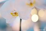 TArtisan發佈售價235.50美元的50 F1.4全畫幅無反手動鏡頭