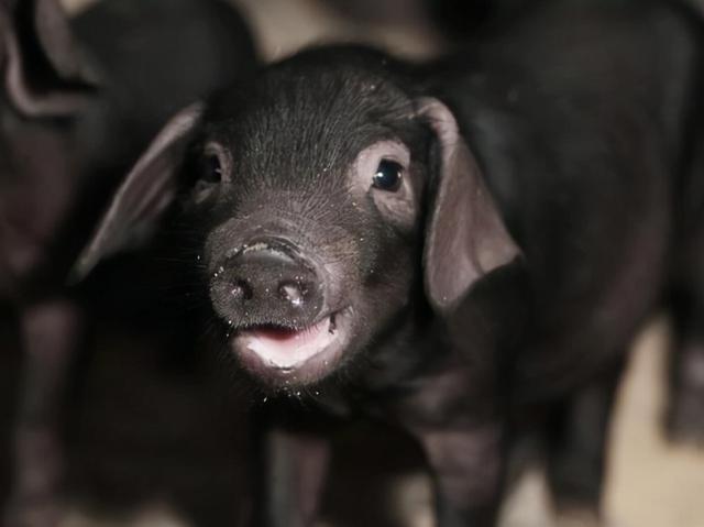 互联网大佬宣布养猪，一头猪被拍出27万元，丁磊为什么会选择养猪