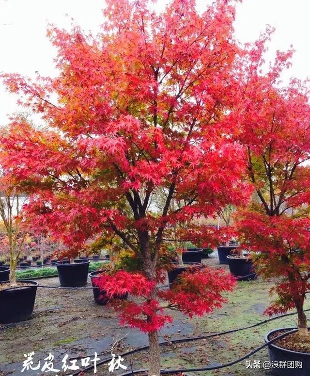 叶色秀丽的枫树，增添了花园四季色彩之美
