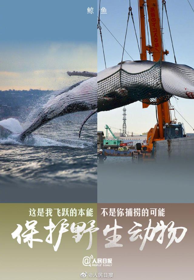 今天，是世界动物日