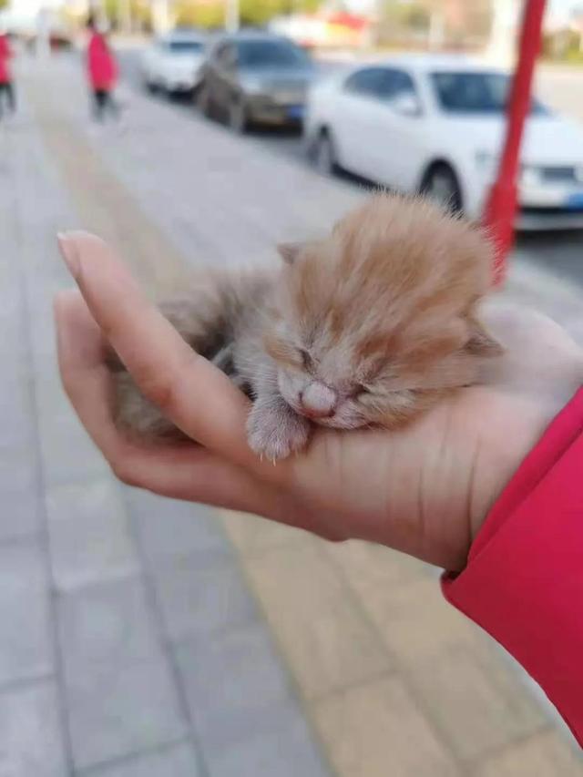 雷神山流浪小奶猫一年后成胖橘雷神山休舱一周年雷神喵陪着医护重返