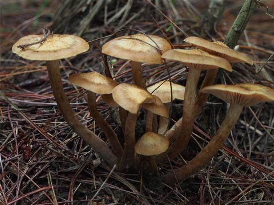 zac(亮菌(jun)) - 淘金网