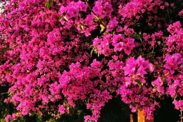 看景东三角梅花开成海缱绻成诗 全网搜