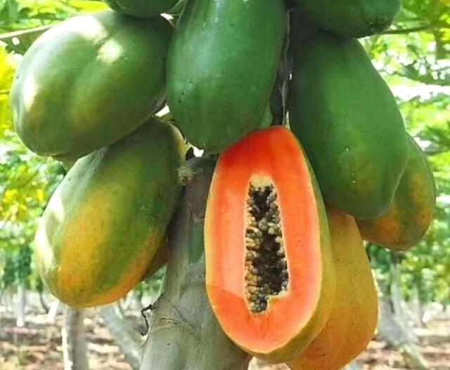 秋季“五瓜”要多吃，补水润燥有营养，常吃好处多，顺利度秋