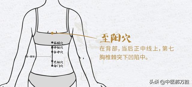 作用媲美“救心丸”的强心穴位—至阳穴