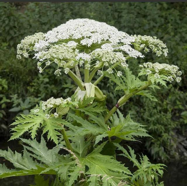 中药古今研究：前胡