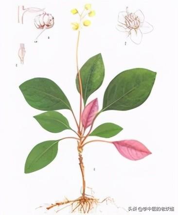 每日一中药——鹿衔草