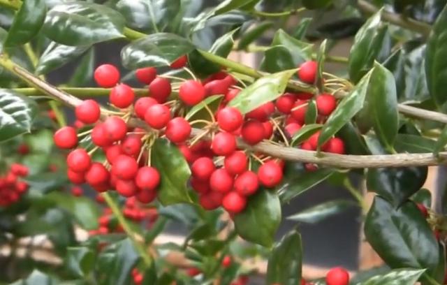 腰肌劳损的康复之路：中药的调理之法