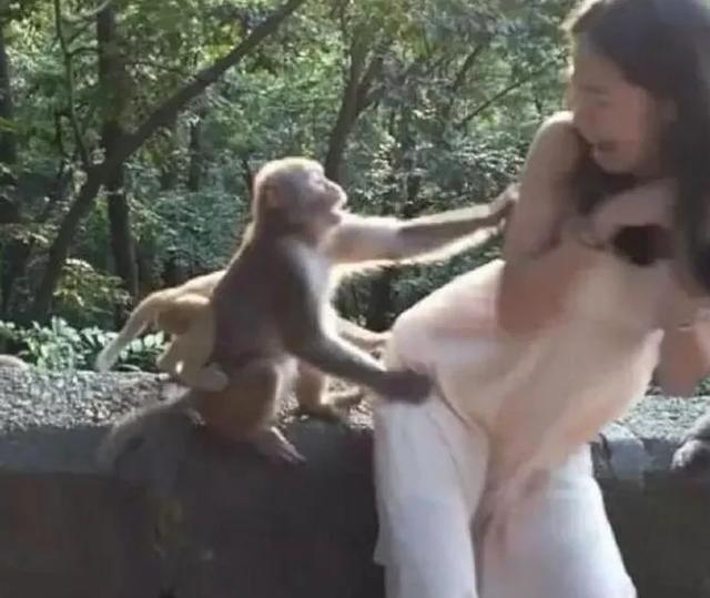 峨眉山猴子:为什么峨眉山的猴子像土匪？