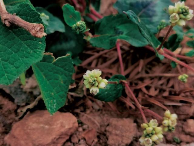 这种野草南方的朋友肯定知道，头晕、气虚耳鸣的朋友看过来