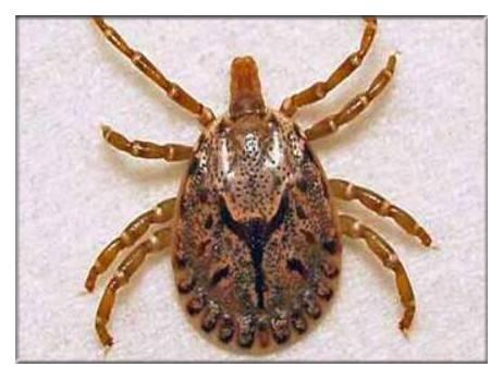 警惕恙虫病02丛林斑疹伤寒