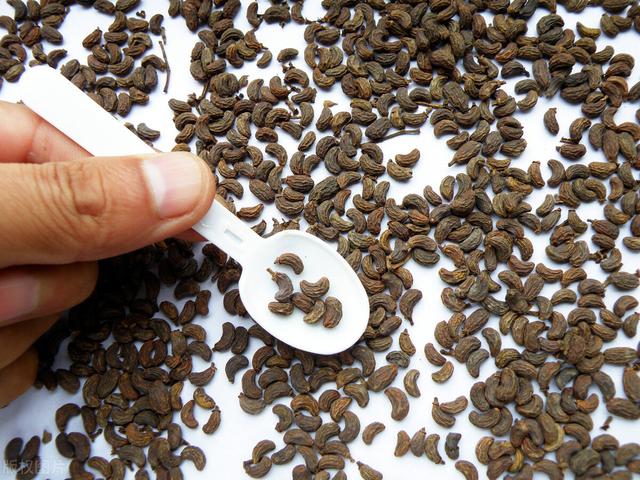 须发早白的天然乌须药