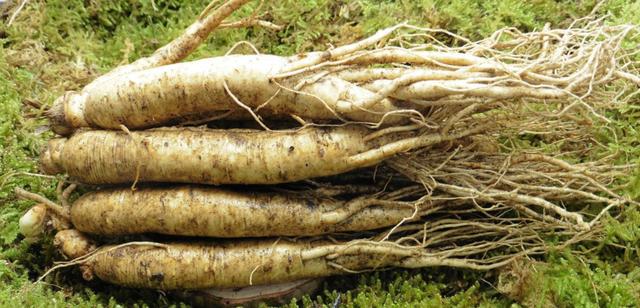 野山参价格多少钱一根（野生和家种人参为什么价格差距大）