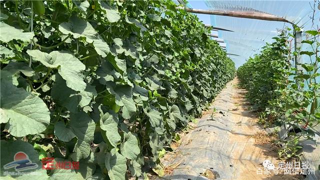 甜瓜成为定州这个村的致富 金元宝 全网搜