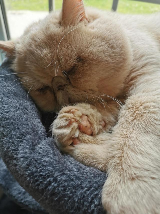 iPhone SE2 和 iPhone XS Max的比较