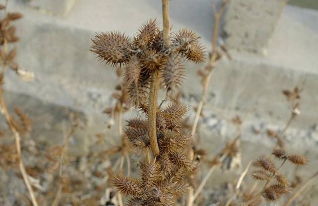 祛风止痒的中药都有什么？