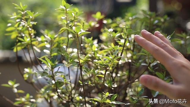 杜鹃花的养殖方法和注意事项（园艺师教你杜鹃花怎么养）