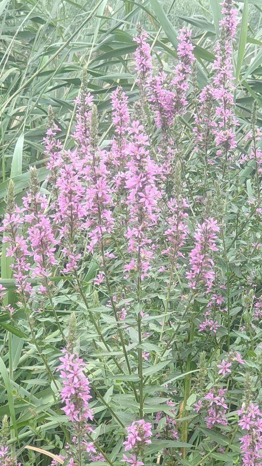 湿地花境景观 水枝锦 全网搜